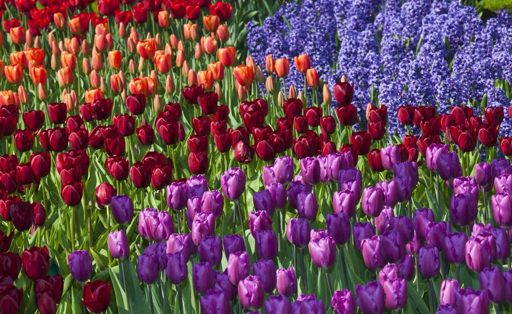 Detail of Keukenhof Gardens near Lisse in springtime bloom by Anonymous