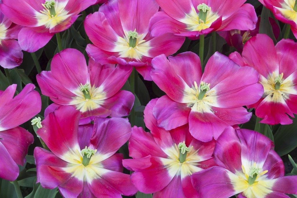 Detail of Bright pink tulips with there blooms open display gardens Kuekenhof, Netherlands by Corbis