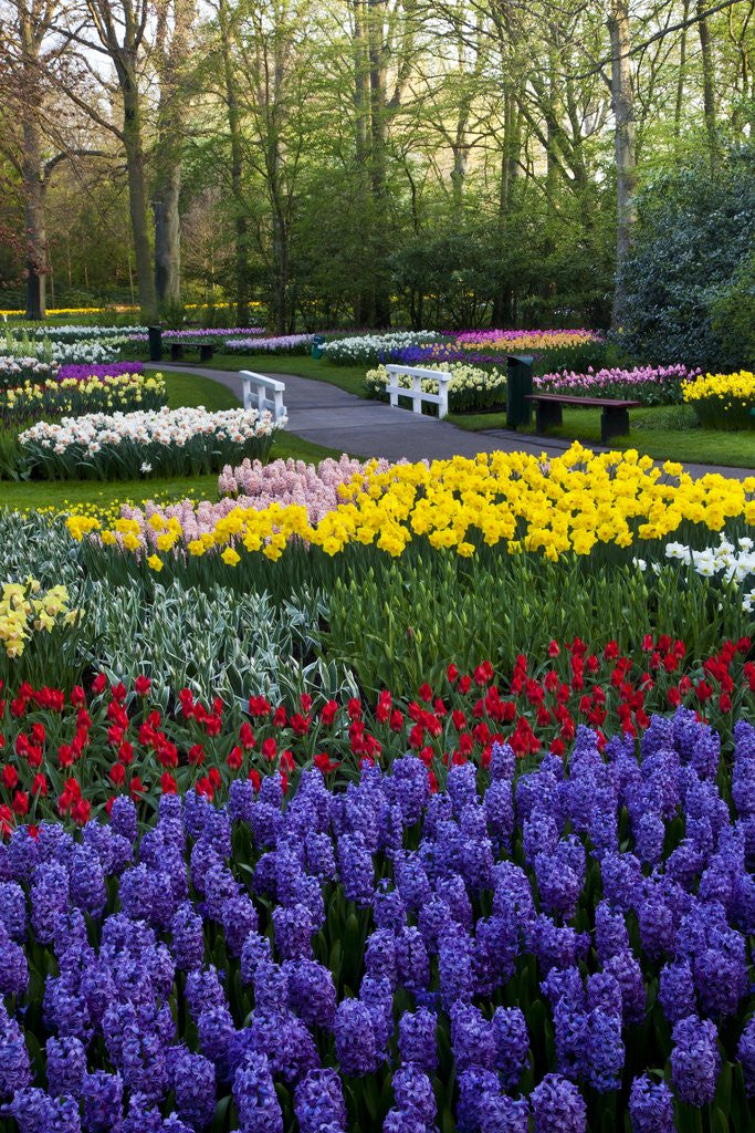 Detail of Keukenhof Gardens near Lisse in springtime bloom by Anonymous
