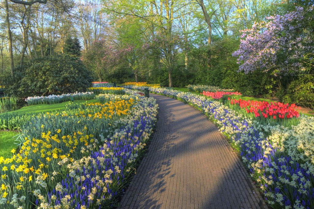 Detail of Springtime colors and pathway in Kuekenhof gardens with Hyacinths, Daffodils, Tulips Holland (Nether by Anonymous