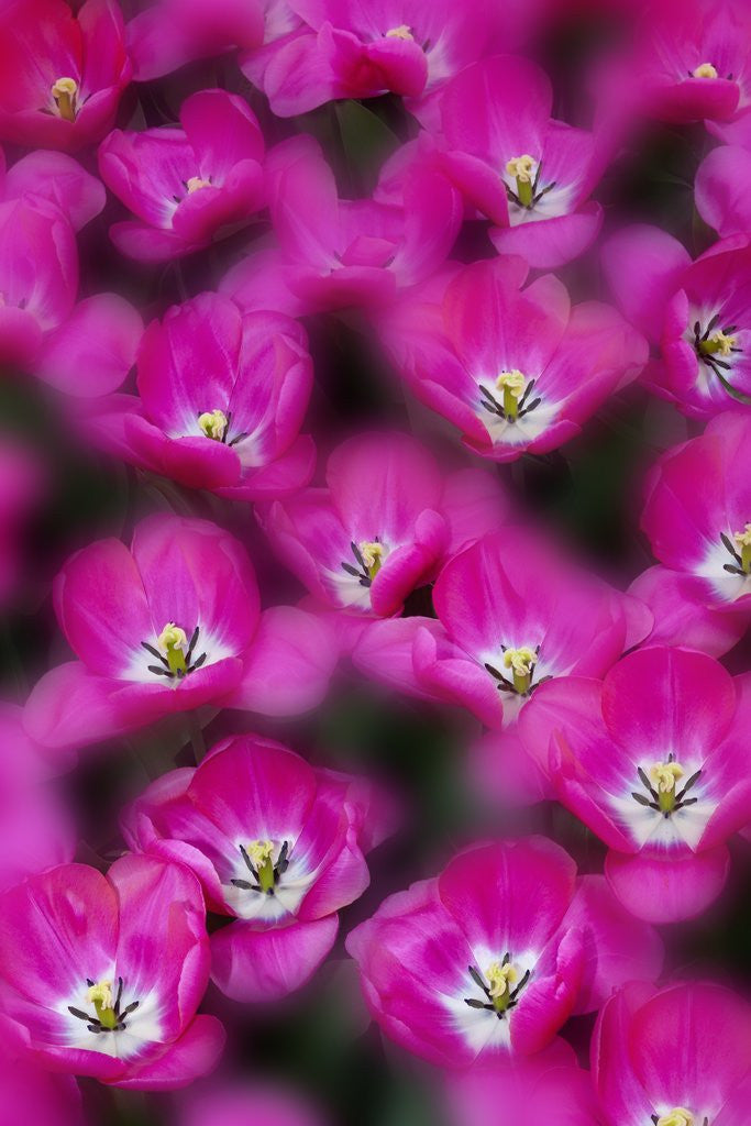 Detail of Bright pink tulips with there blooms open display gardens Kuekenhof, Netherlands by Anonymous
