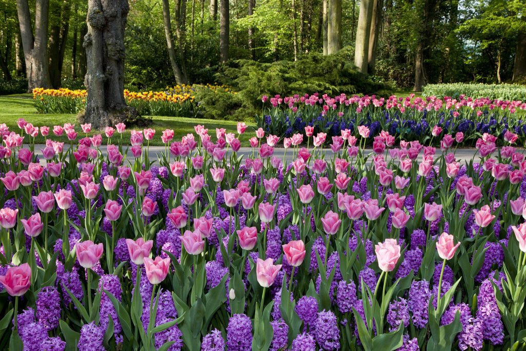 Detail of Keukenhof Gardens near Lisse in springtime bloom by Anonymous