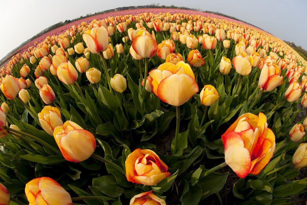Detail of North Holland, Netherlands, springtime tulips fields in Orange tones by Anonymous