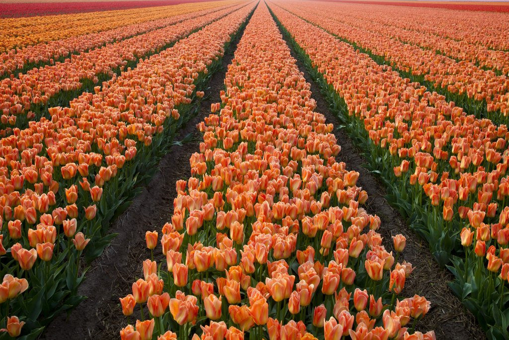 Detail of North Holland, Netherlands, springtime tulips fields in Orange tones by Corbis
