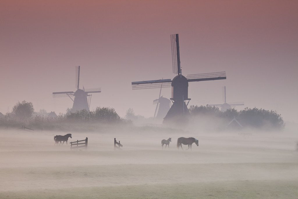Detail of Sunrise and morning fog with Silhouetted Windmills and horses in field Kinderdijk, Netherlands by Anonymous