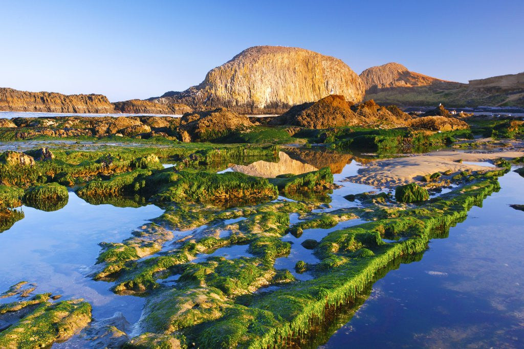 Detail of tide pools along beach, Seal Rock State Park, Oregon Coast, Pacific Ocean, Pacific Northwest. by Anonymous