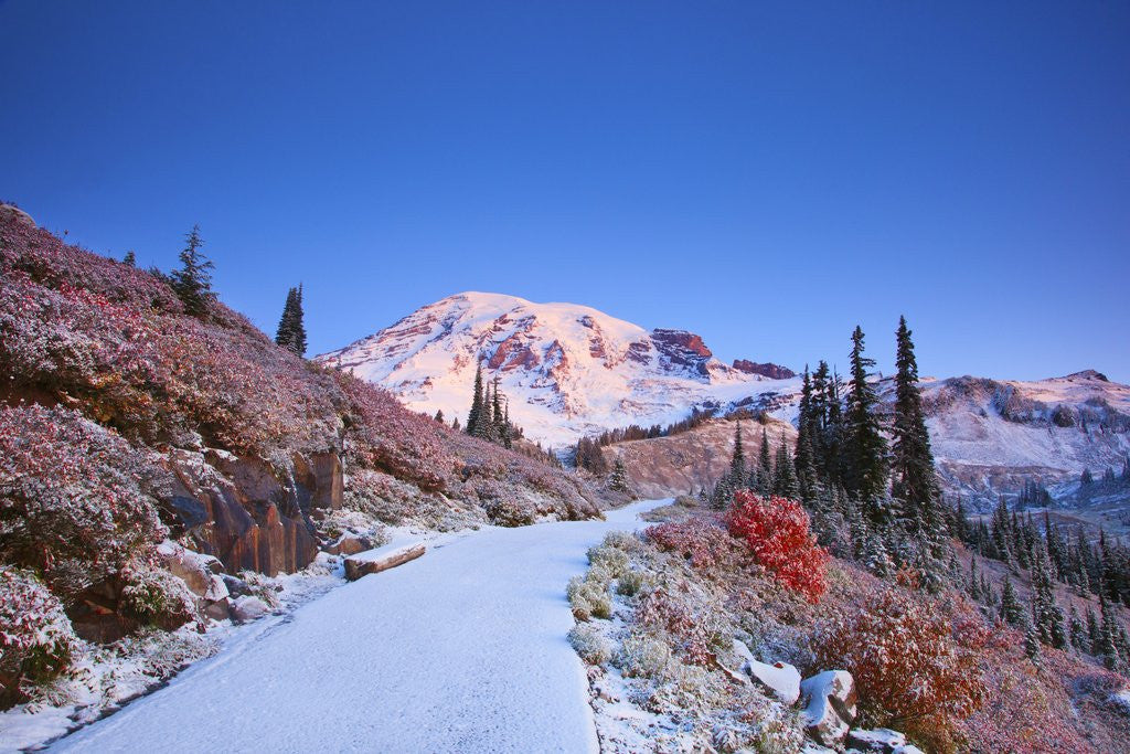 Detail of sunrise over Mt. Rainier with snow on fall colors, Washington State by Anonymous