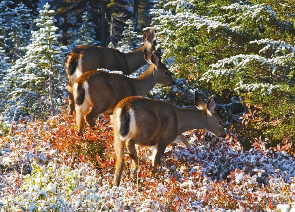 Detail of snow adds beauty to fall colors and deer, Paradise Park, Mt. Rainier National Park, Washignton State by Anonymous
