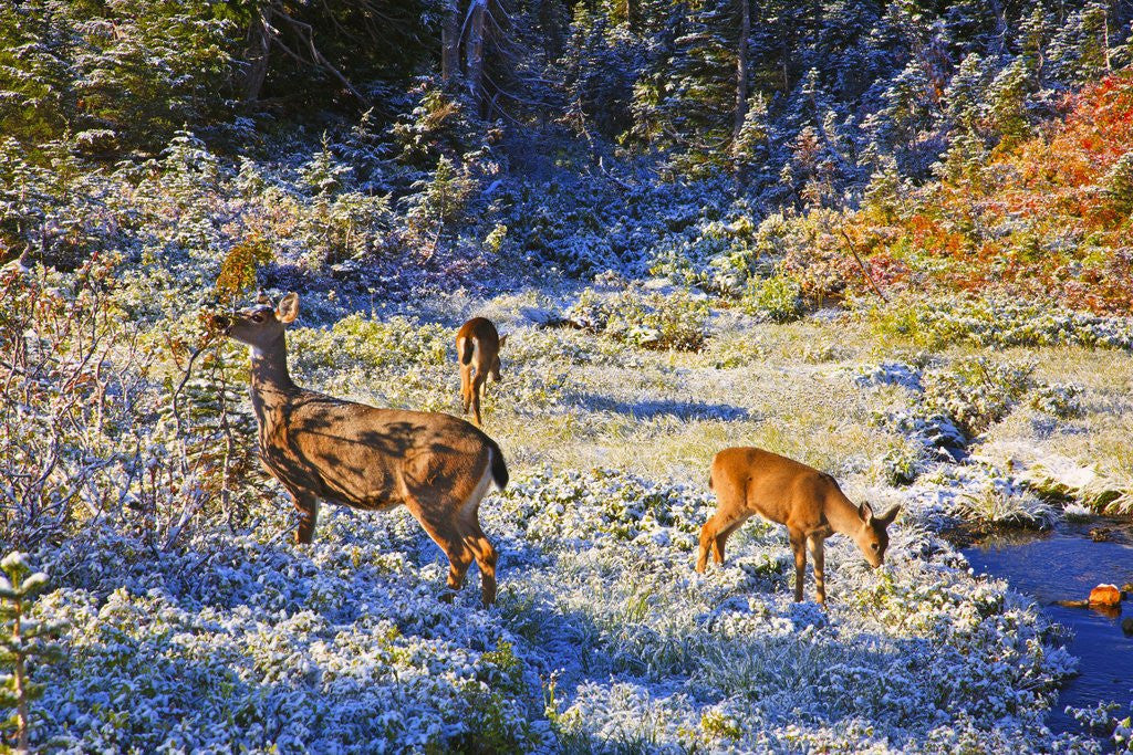 Detail of snow adds beauty to fall colors and deer, Paradise Park, Mt. Rainier National Park, Washignton State by Anonymous