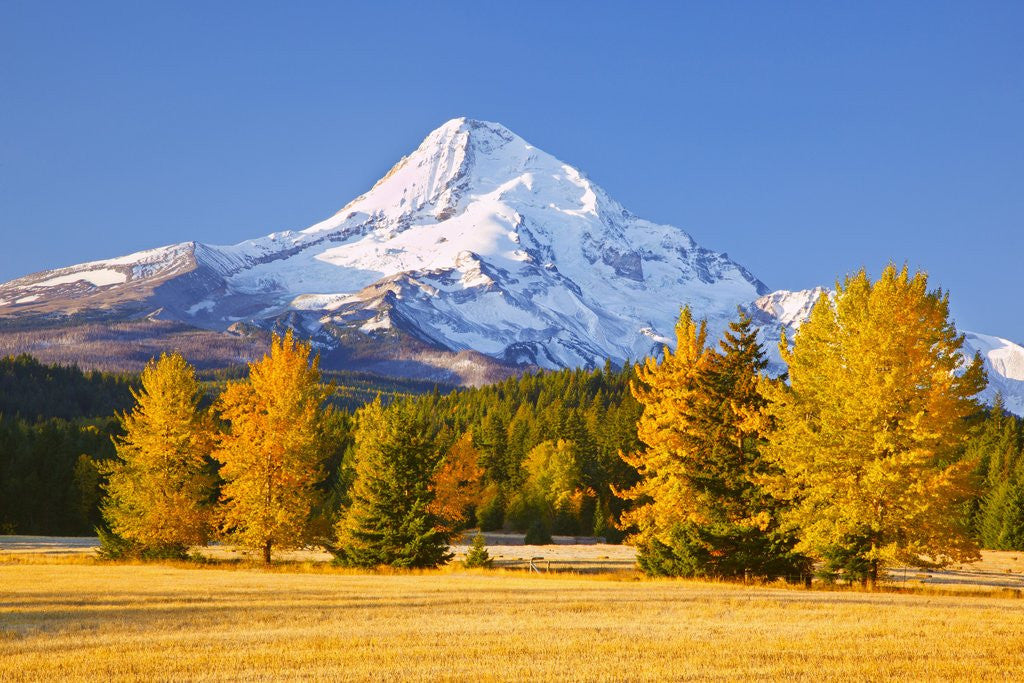 Detail of sunrise over Mt. Hood and fall color trees, Hood River, Oregon Cascades by Anonymous