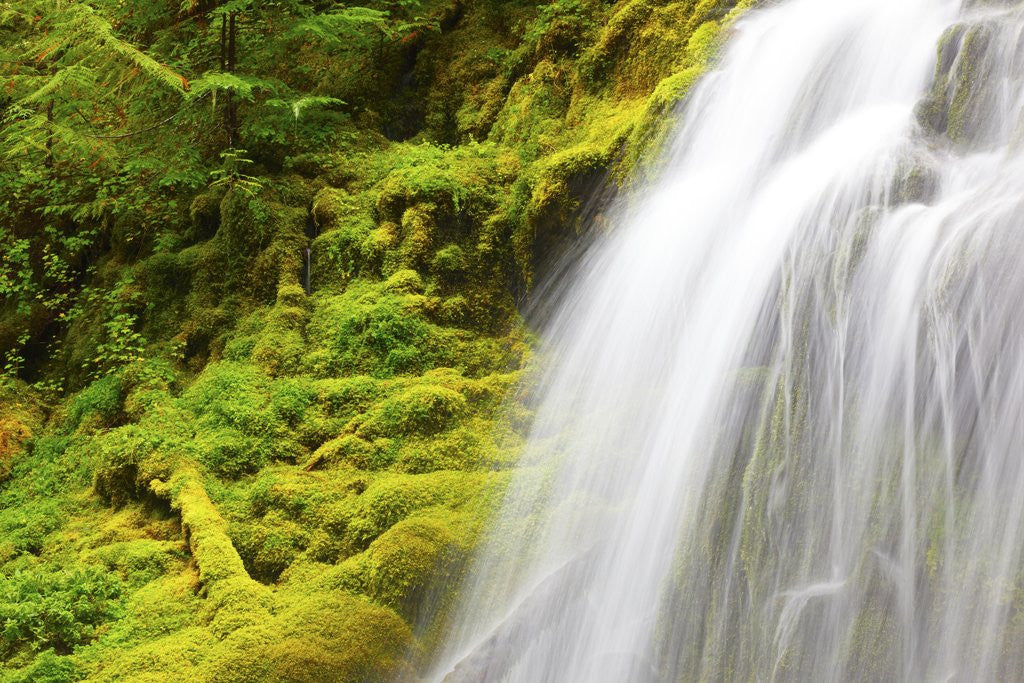 Detail of Beautiful Proxy Falls, Willamette National Forest, Oregon Cascade Mountains. Pacific Northwest by Anonymous