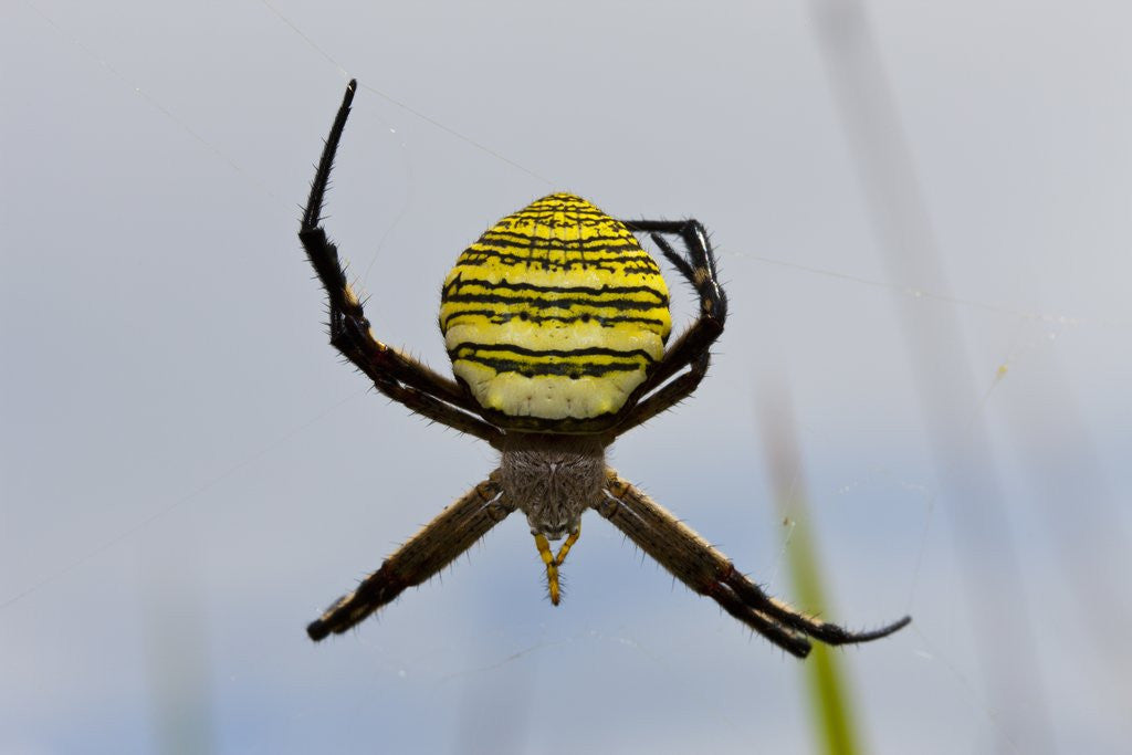 Detail of Spider in web, Baliem Valley, Indonesia by Anonymous