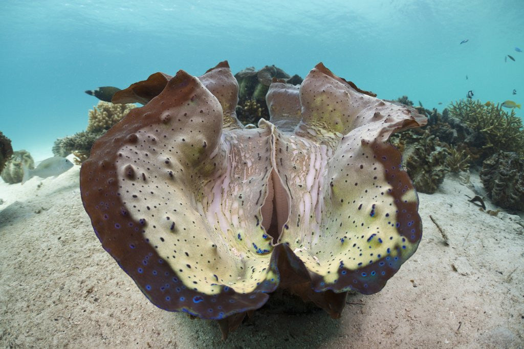 Detail of Giant Clam (Tridacna squamosa) by Anonymous