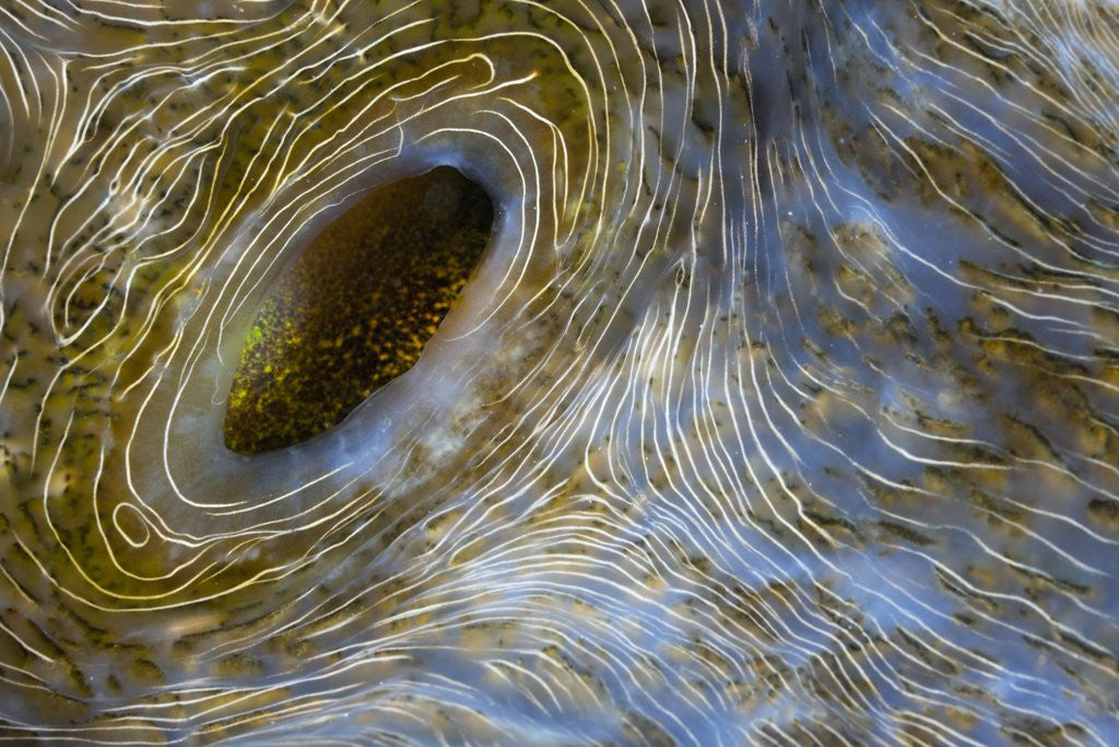 Detail of Close-up of Great Clam mantle by Anonymous
