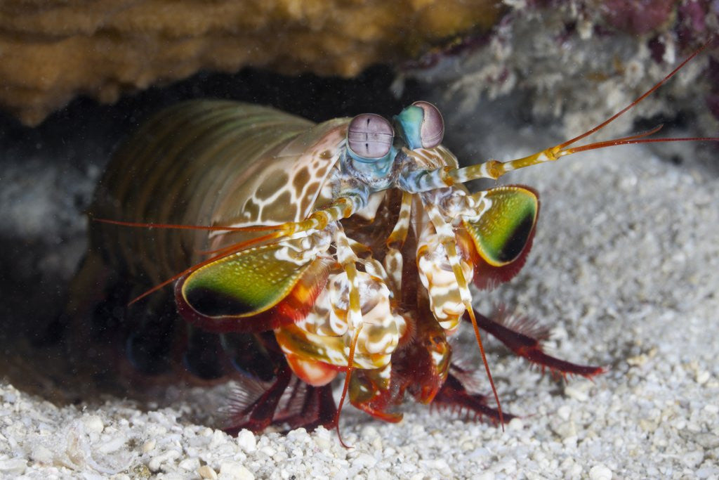 Detail of Smasher Mantis Shrimp by Anonymous