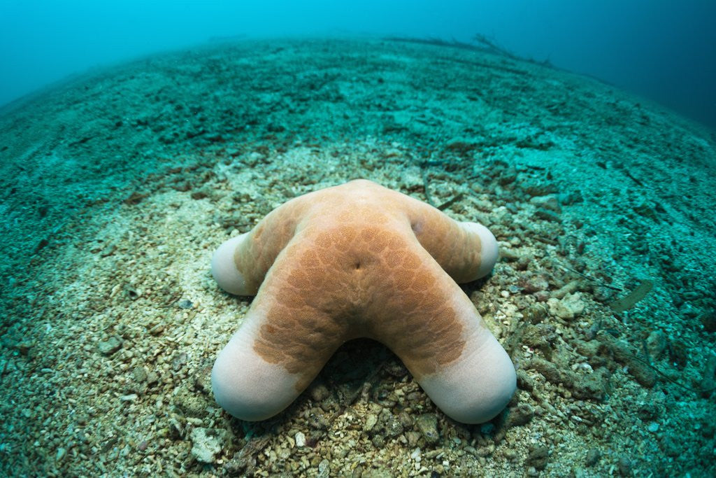 Detail of Granular Starfish (Choriaster granulatus) by Anonymous