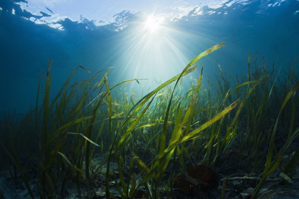 Detail of Seagrass by Anonymous