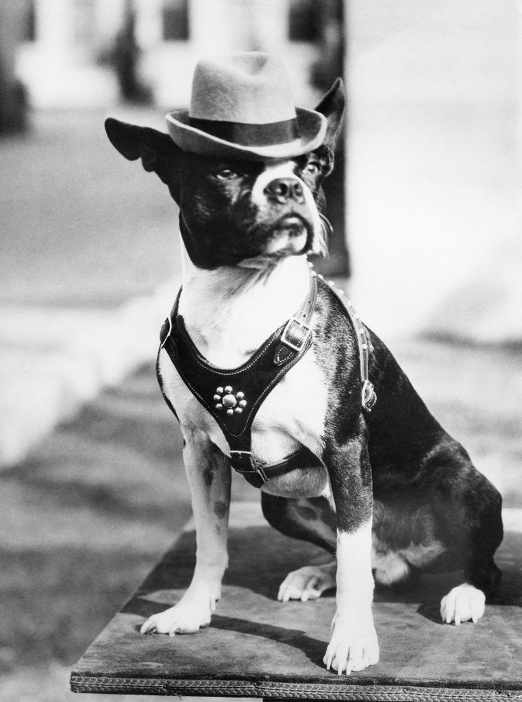 Detail of Portrait of dressed- up dog by Anonymous