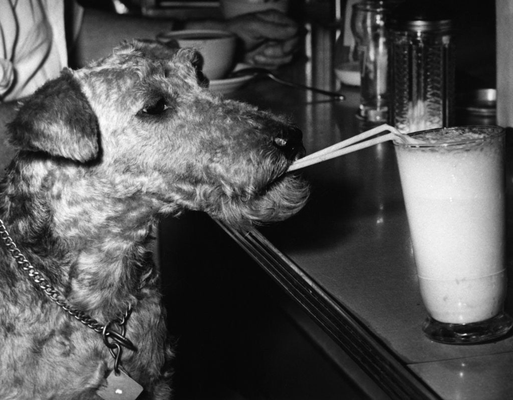 Detail of Dog drinking with straw by Anonymous