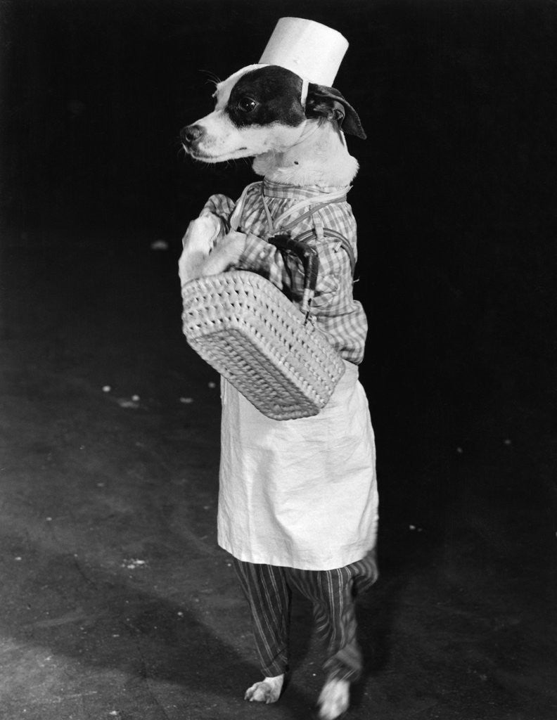 Detail of Portrait of dressed- up dog by Anonymous