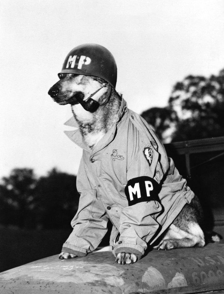 Detail of Portrait of dressed- up dog by Anonymous
