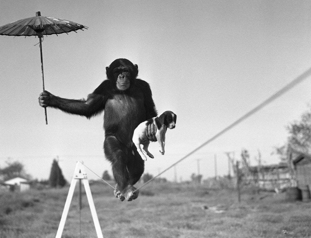 Detail of Chimp balancing on line with umbrella and puppy by Anonymous