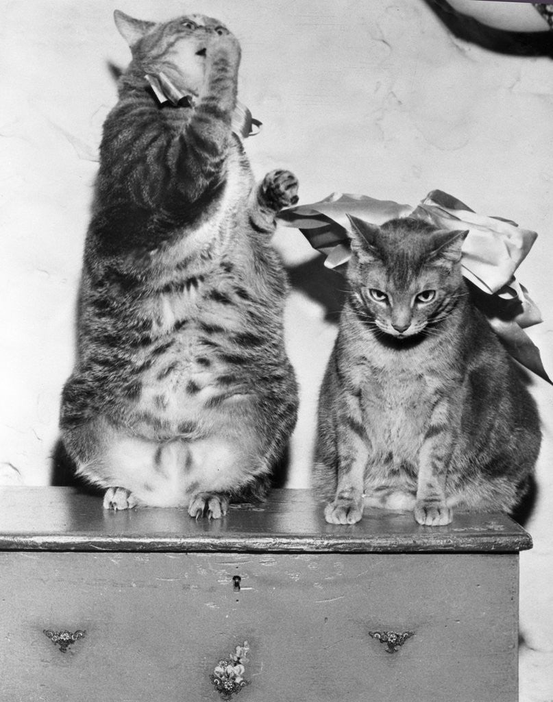 Detail of Portrait of two funny cats by Anonymous