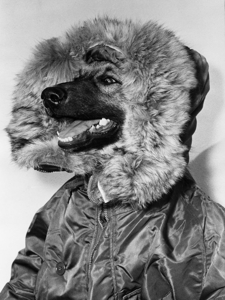 Detail of Portrait of dog in anorak by Anonymous