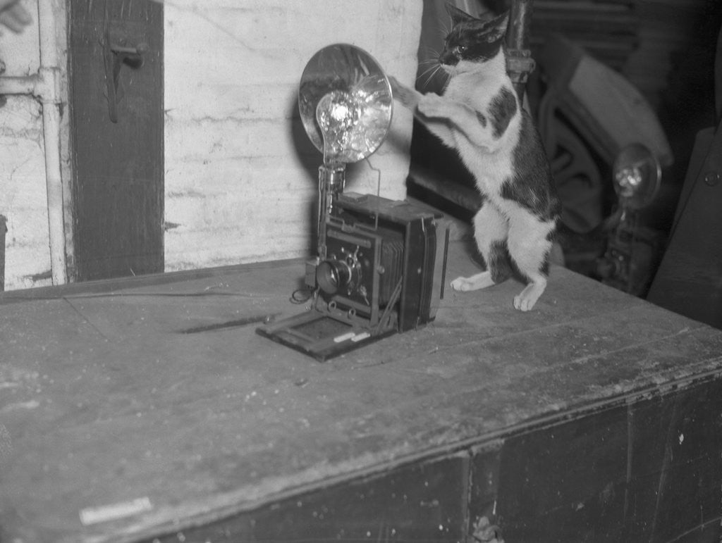 Detail of Cat photographing with camera by Anonymous