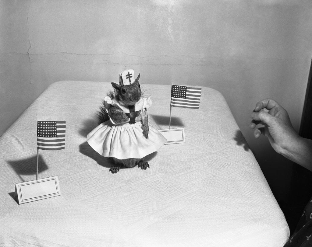 Detail of Little squirrel dressed-up as nurse with American flags by Anonymous