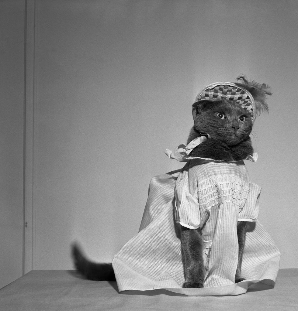 Domestic cat dressed up as little girl by Corbis