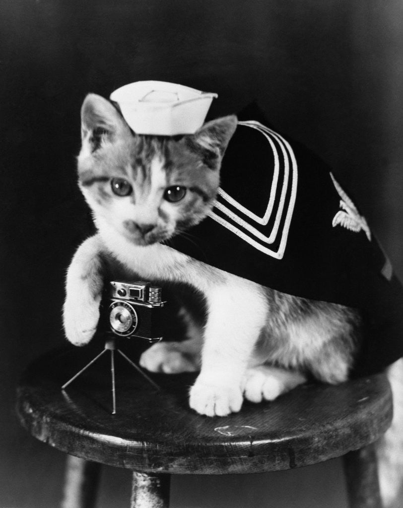 Detail of Cute little kitten dressed-up as sailor by Anonymous