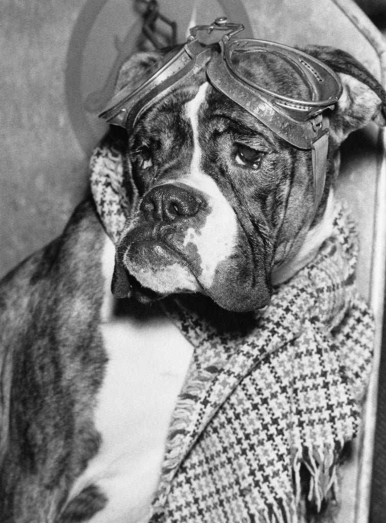 Detail of Cute wrinkled boxer dog dressed-up in checked scarf and goggles by Corbis