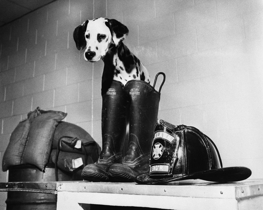 Detail of Dalmatian dog sitting next to fire fighter's gear by Anonymous