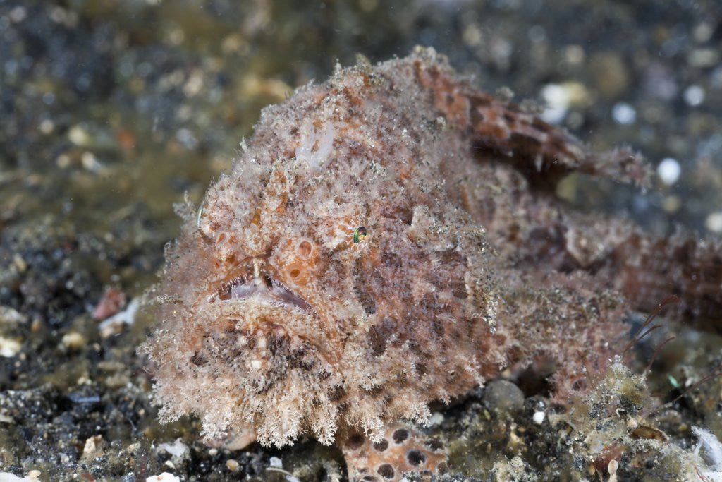 Detail of Hispid Frogfish (Antennarius hispidus) by Anonymous