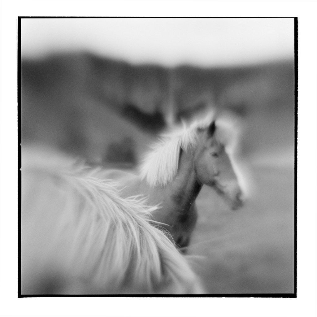 Detail of Icelandic Ponies, Iceland by Anonymous