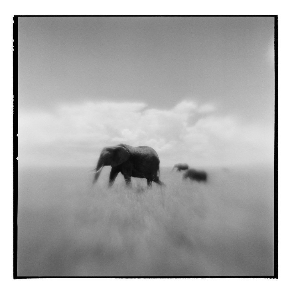 Detail of Elephant Herd, Masai Mara Game Reserve, Kenya by Anonymous