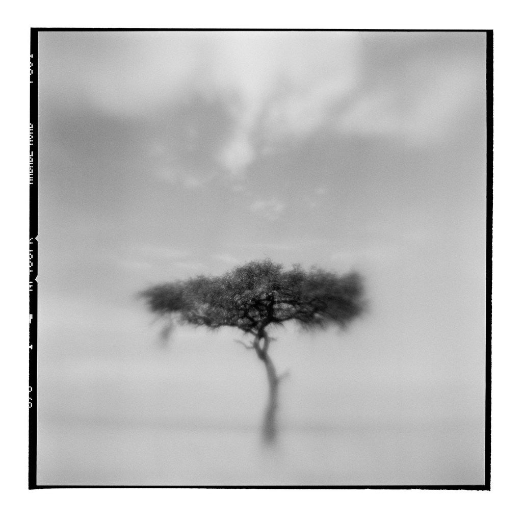 Detail of Acacia Tree, Masai Mara Game Reserve, Kenya by Anonymous