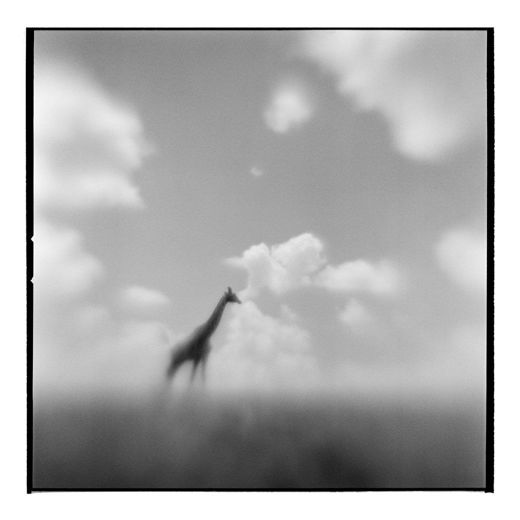 Detail of Giraffe, Masai Mara Game Reserve, Kenya by Anonymous