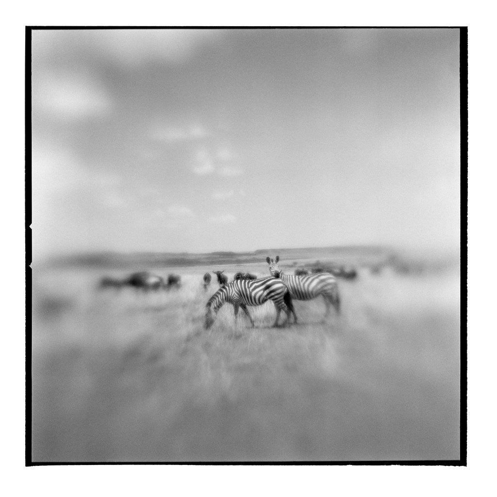Detail of Zebra Herd, Masai Mara Game Reserve, Kenya by Anonymous