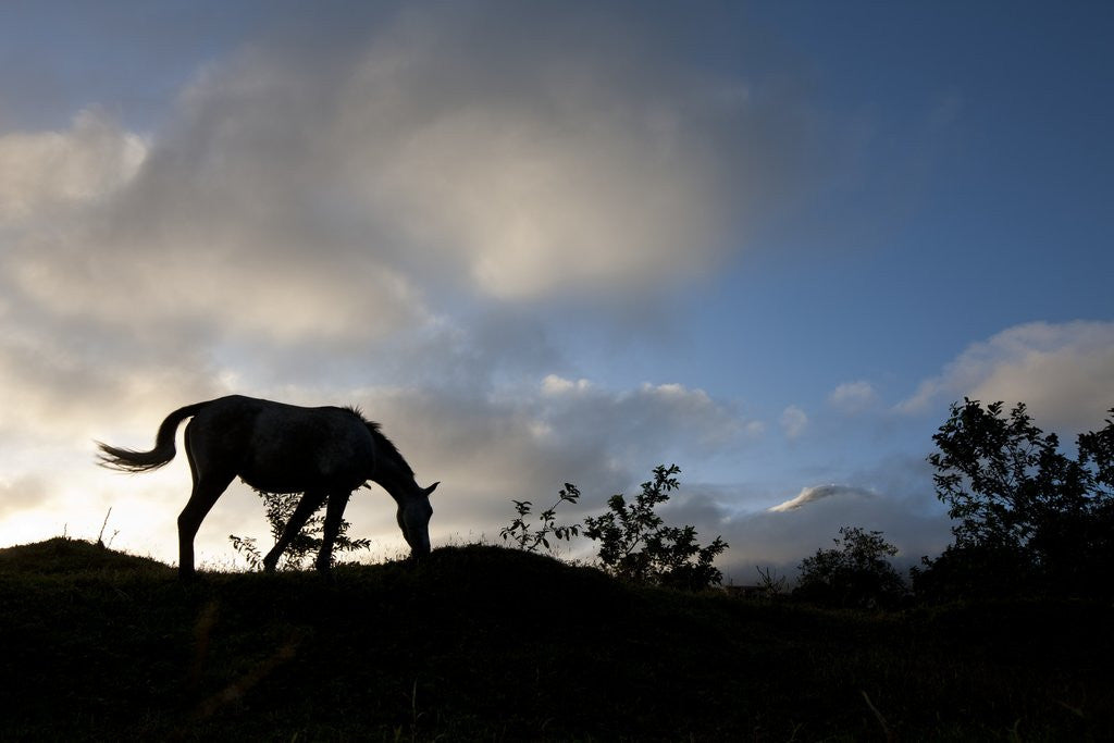 Detail of Horse and Arenal Volcano, Costa Rica by Anonymous