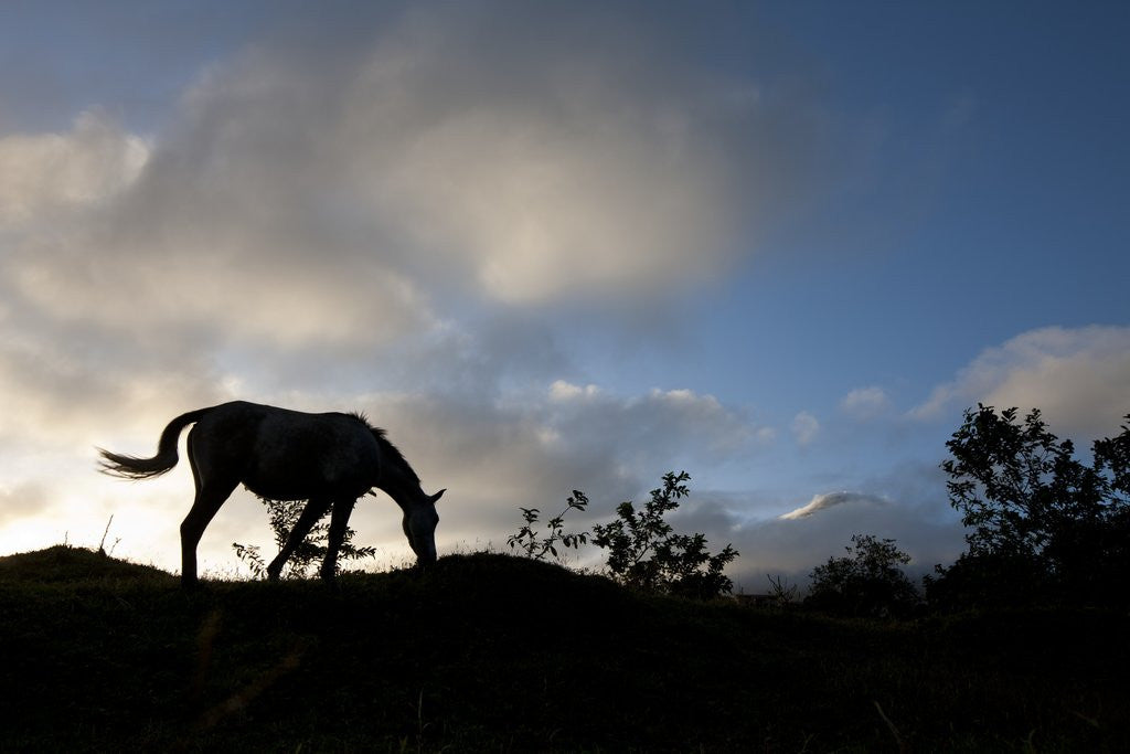Detail of Horse and Arenal Volcano, Costa Rica by Corbis