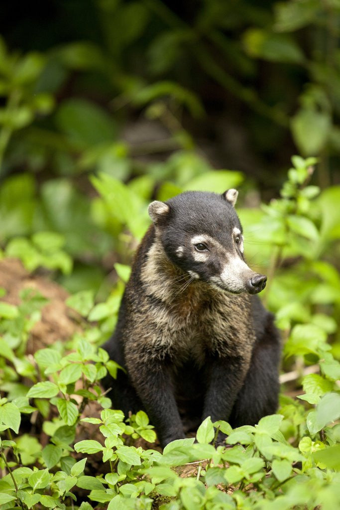 Detail of Coati, Costa Rica by Anonymous