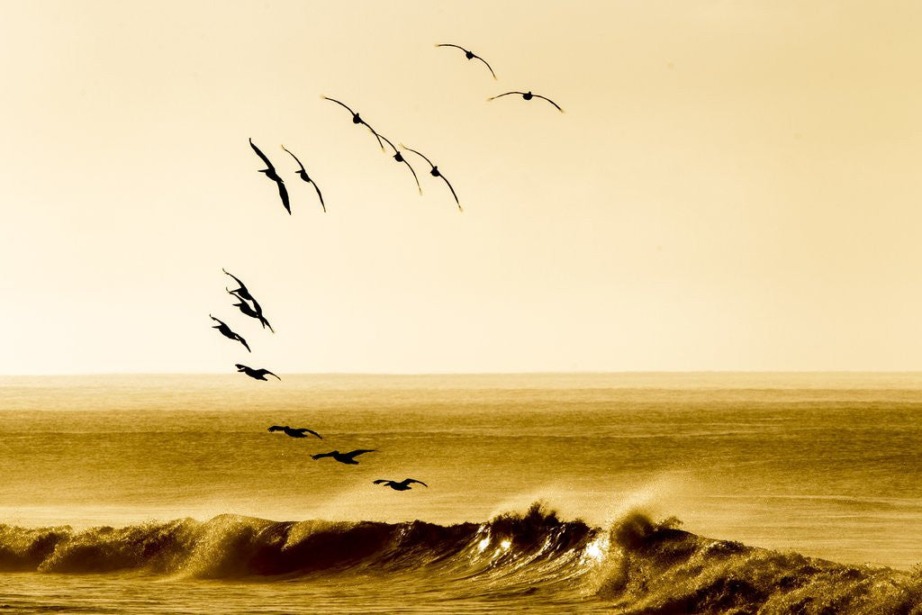 Detail of Brown Pelicans at Sunrise, Osa Peninsula, Costa Rica by Anonymous