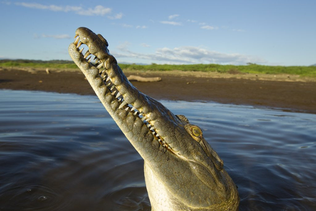 Detail of American Crocodile, Costa Rica by Anonymous