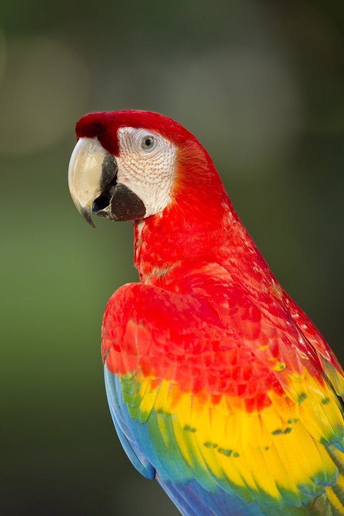 Detail of Scarlet Macaw, Costa Rica by Corbis