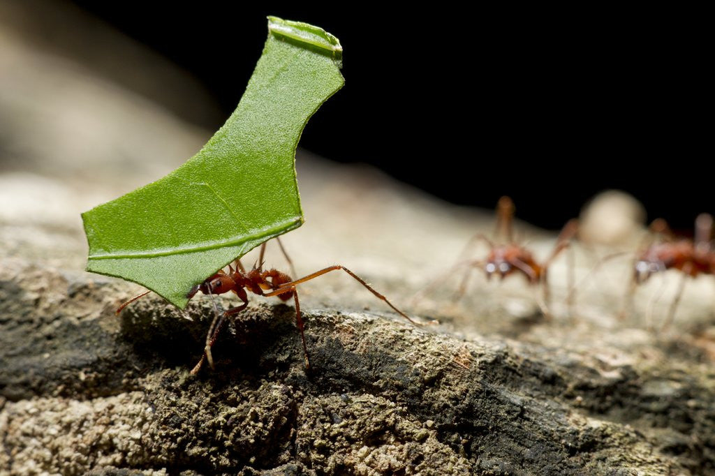 Detail of Leafcutter Ants, Costa Rica by Anonymous