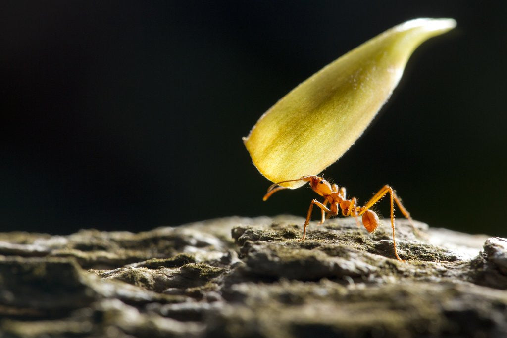 Detail of Leafcutter Ant, Costa Rica by Anonymous