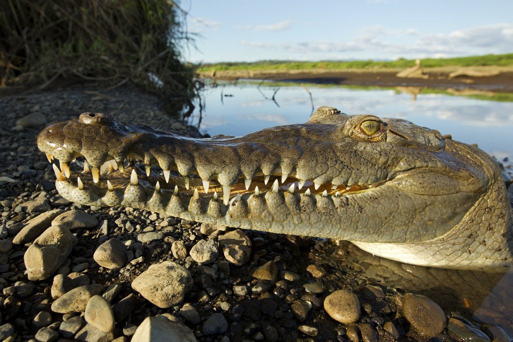 Detail of American Crocodile, Costa Rica by Anonymous