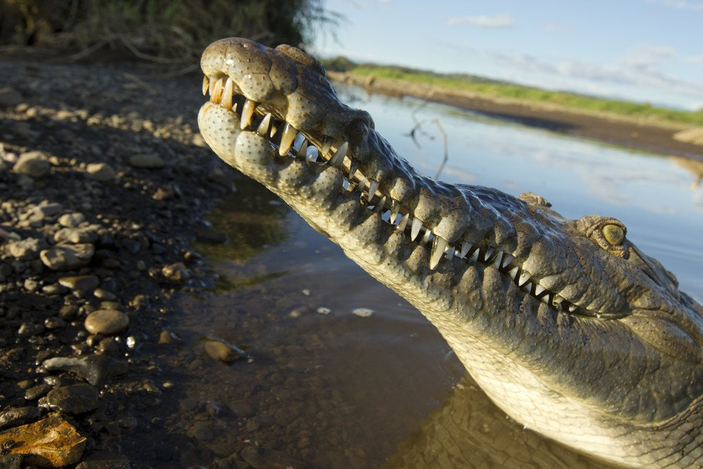 Detail of American Crocodile, Costa Rica by Anonymous